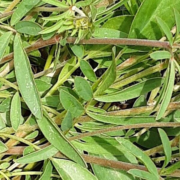 Anthyllis vulneraria Blatt