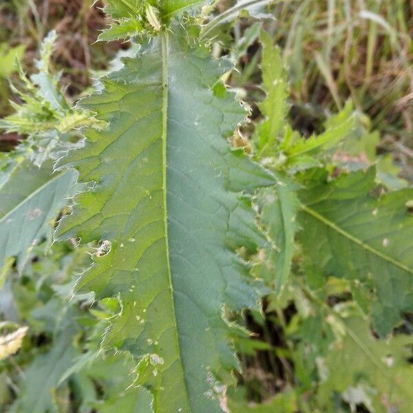 Carduus crispus Leaf