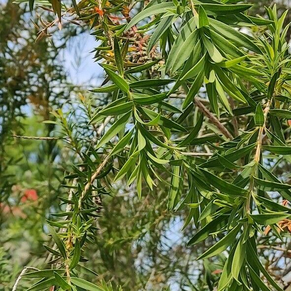 Melaleuca linariifolia Folla