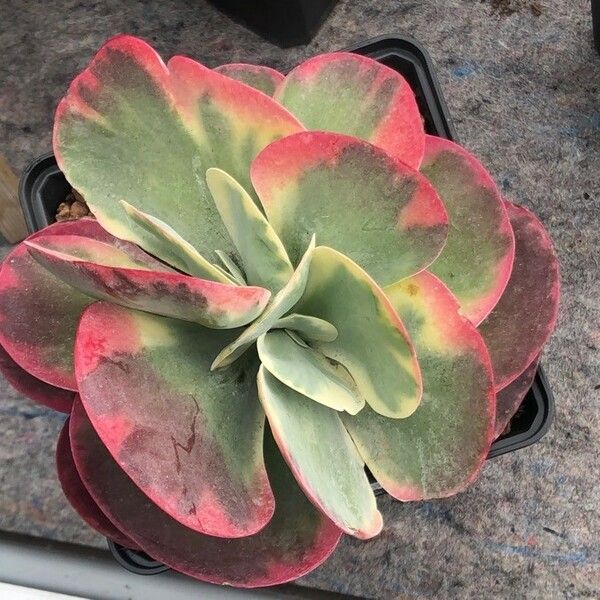 Kalanchoe tetraphylla 葉