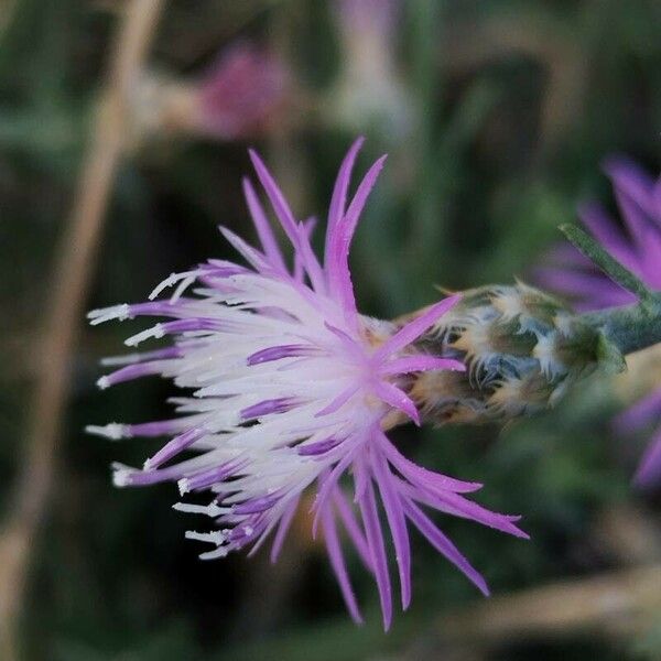 Centaurea paniculata Květ