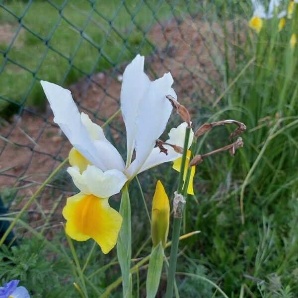 Iris orientalis Flor