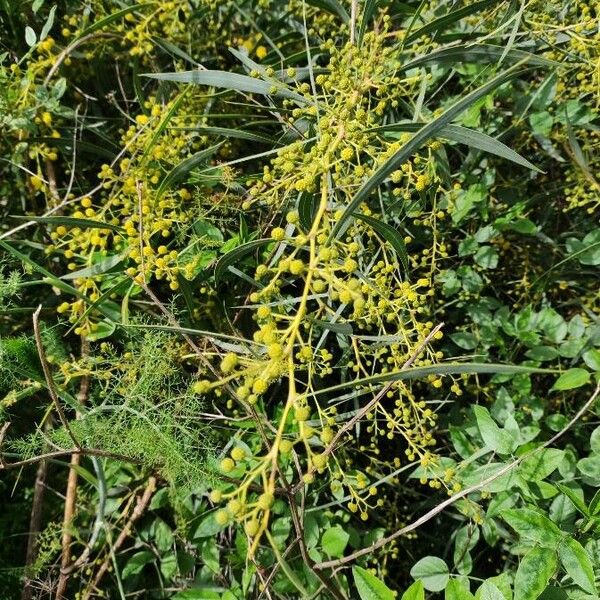 Acacia saligna Frukto