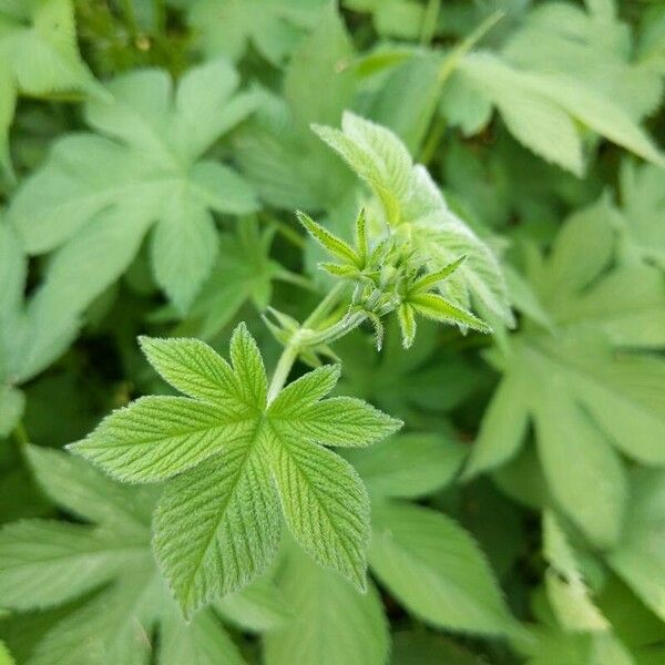 Humulus scandens Fulla