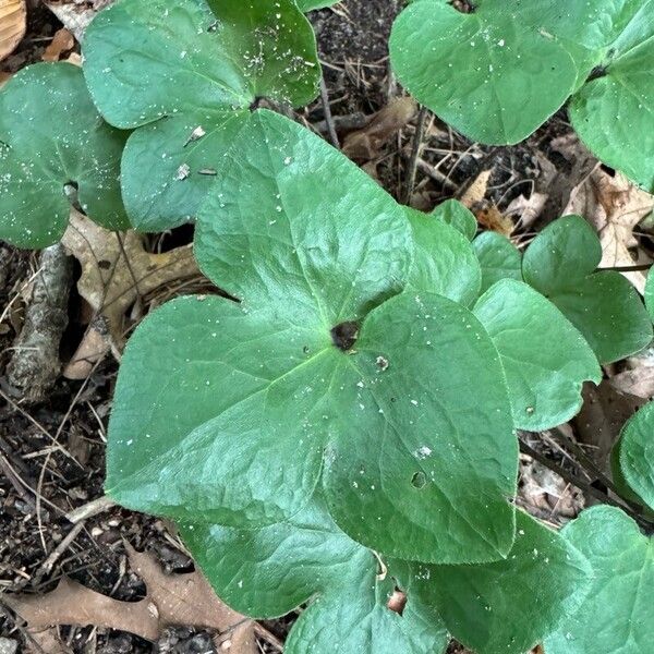 Hepatica acutiloba List