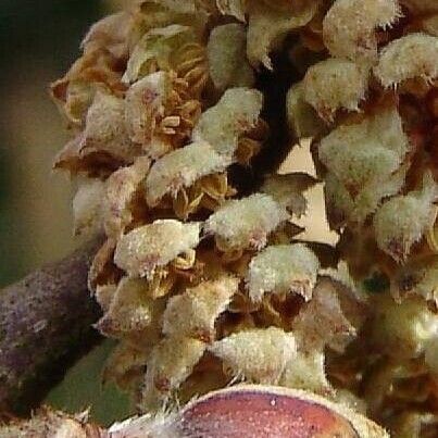 Corylus colurna 花