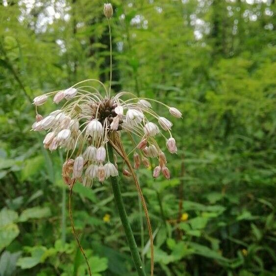 Allium paniculatum Цвят