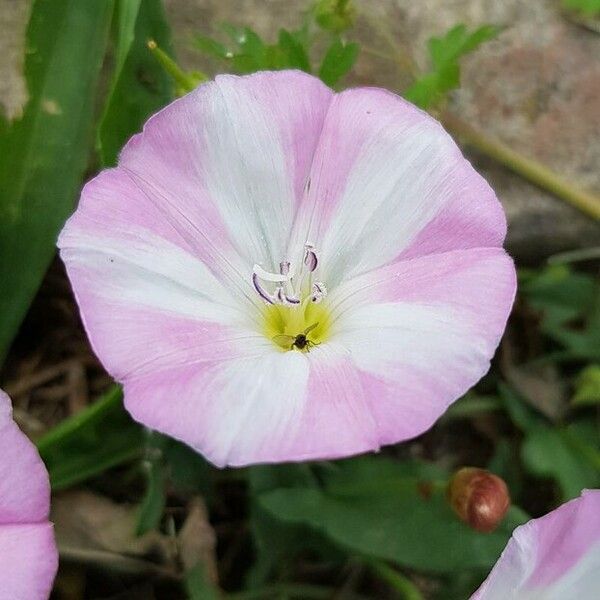 Convolvulus arvensis Žiedas