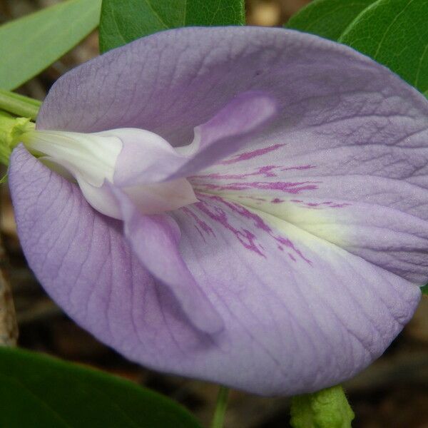 Clitoria mariana Çiçek