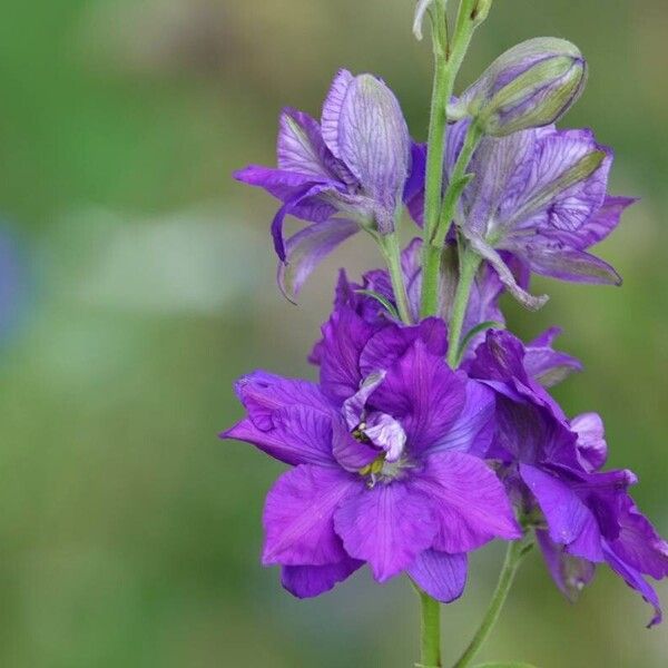 Delphinium ajacis Flower