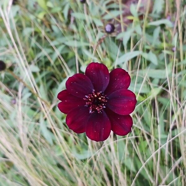 Cosmos atrosanguineus Flower