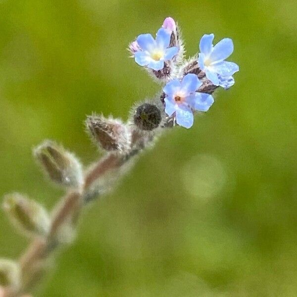 Myosotis stricta Blomma