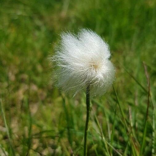 Eriophorum scheuchzeri Flower