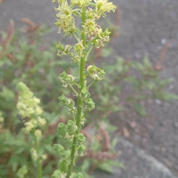 Reseda lutea Kvet