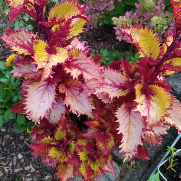 Amaranthus tricolor Bloem