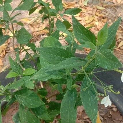 Rhinacanthus nasutus Blad