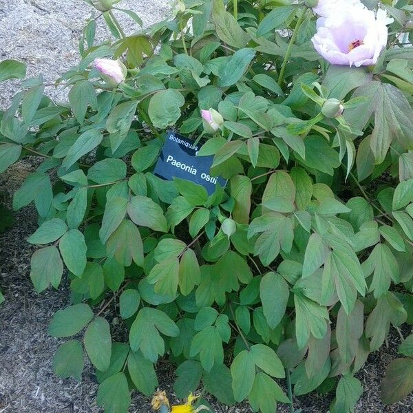 Paeonia ostii