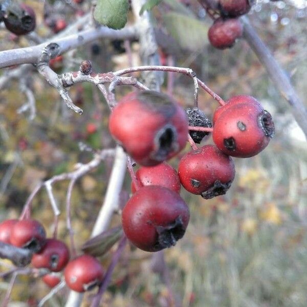 Crataegus laciniata Vrucht