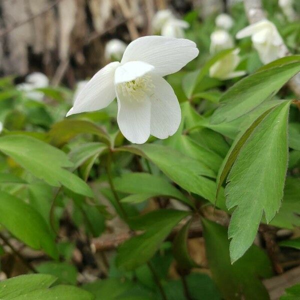 Anemonoides quinquefolia Flor