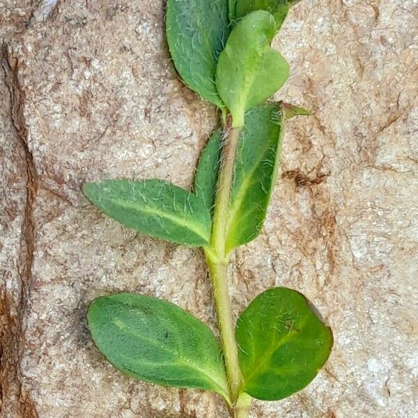 Veronica alpina Rinde