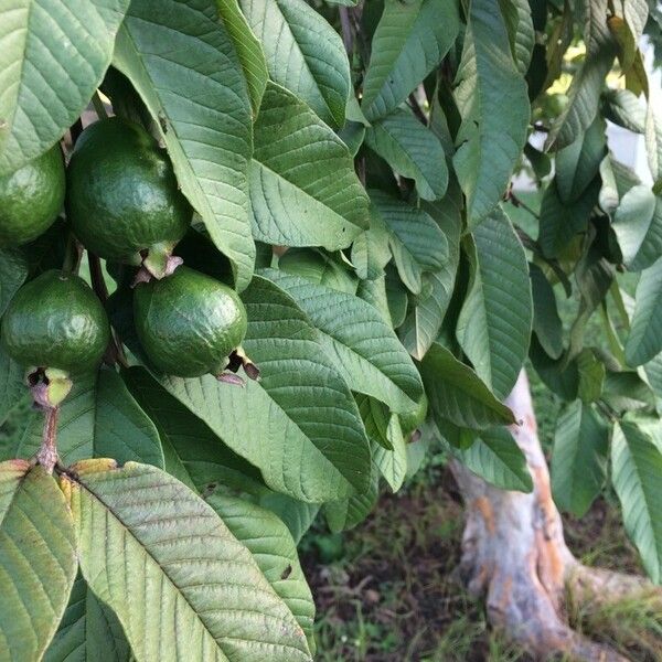 Psidium guajava 叶