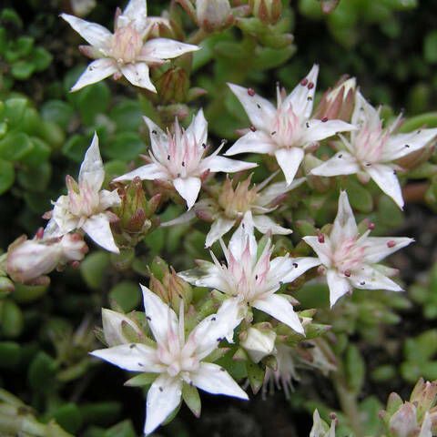 Sedum niveum Blüte