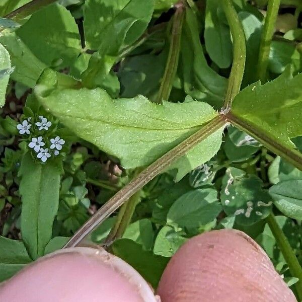 Valeriana woodsiana List