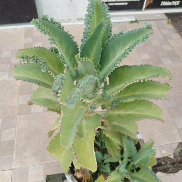 Kalanchoe laetivirens برگ