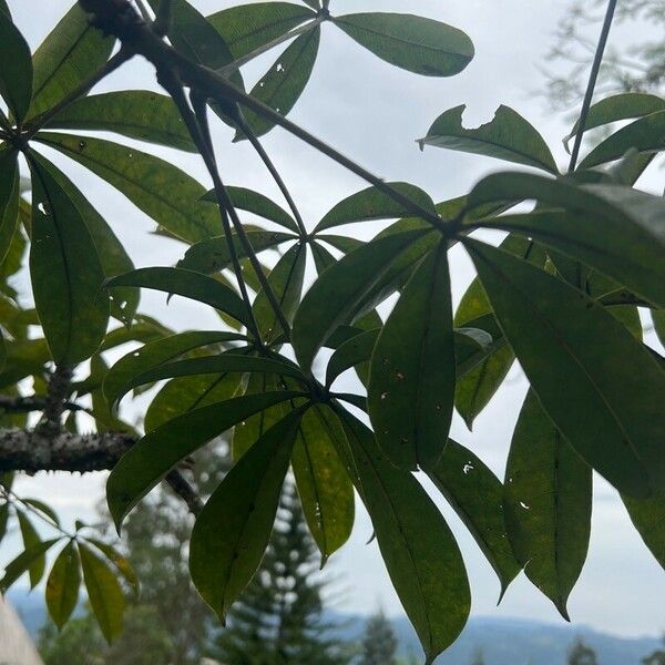 Ceiba pentandra برگ