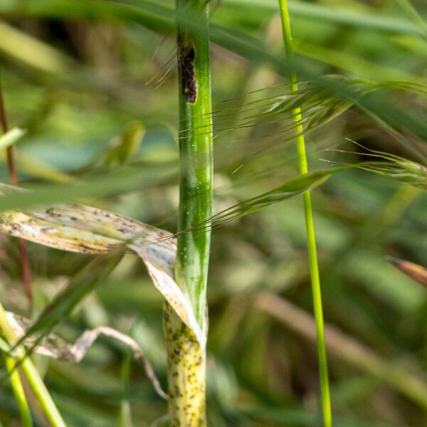 Allium scorodoprasum Leaf