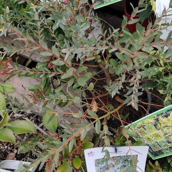 Eucalyptus parvula Leaf