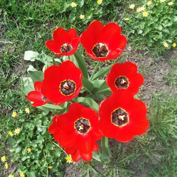 Tulipa raddii Flor