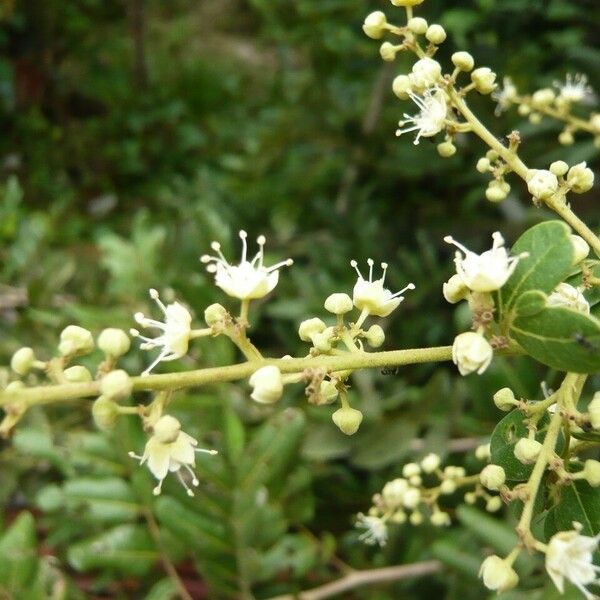 Dimocarpus longan Floare