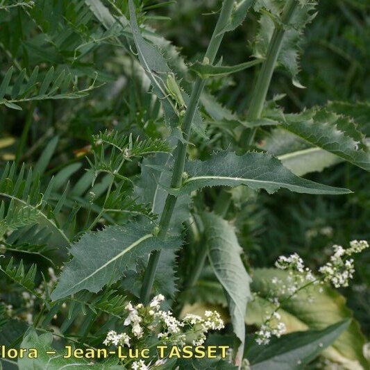 Lactuca quercina Costuma