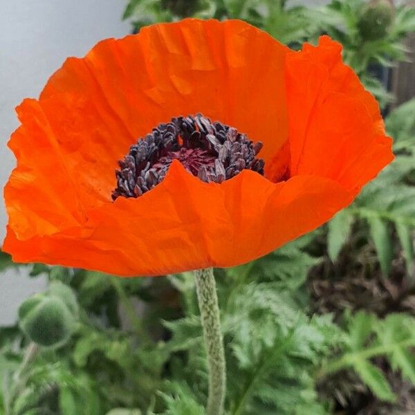 Papaver setiferum Floro