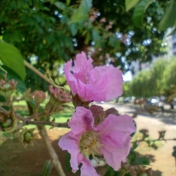 Lagerstroemia speciosa Flower