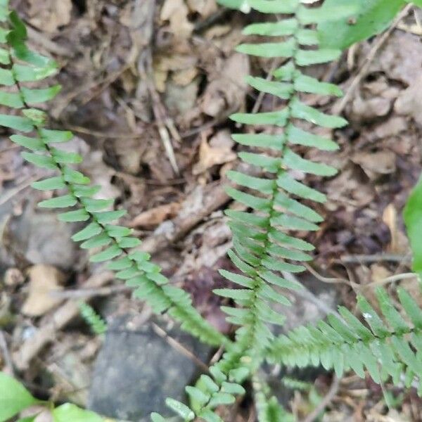 Asplenium platyneuron Folha