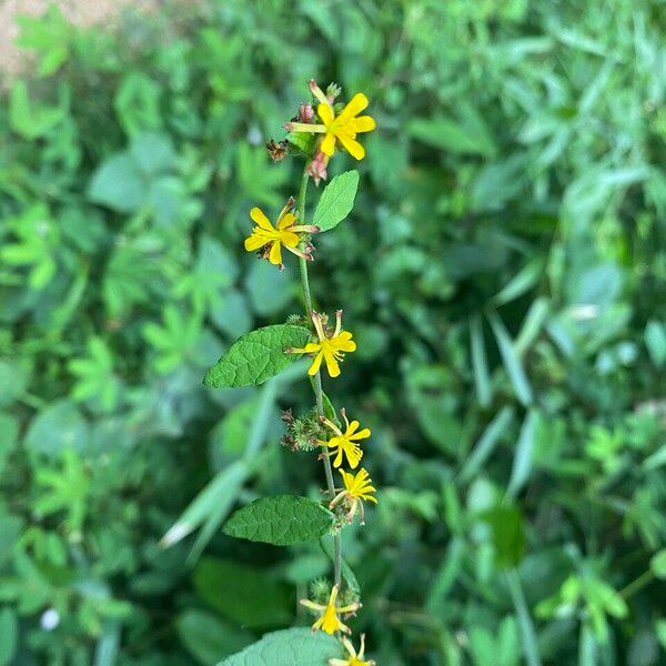 Triumfetta rhomboidea Blüte