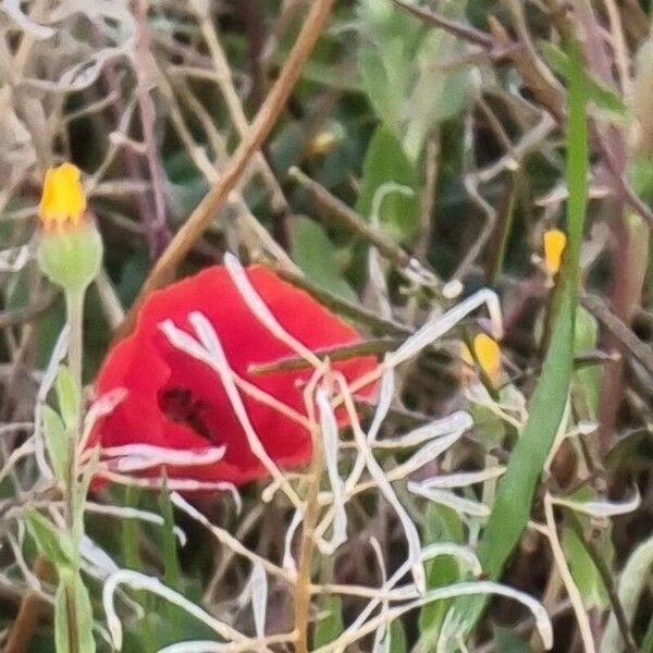 Papaver setiferum Floro