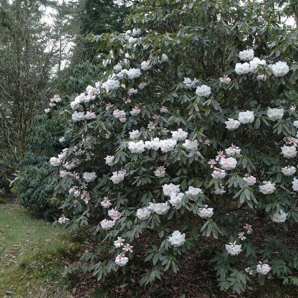 Rhododendron morii