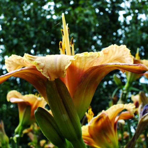 Hemerocallis fulva 花