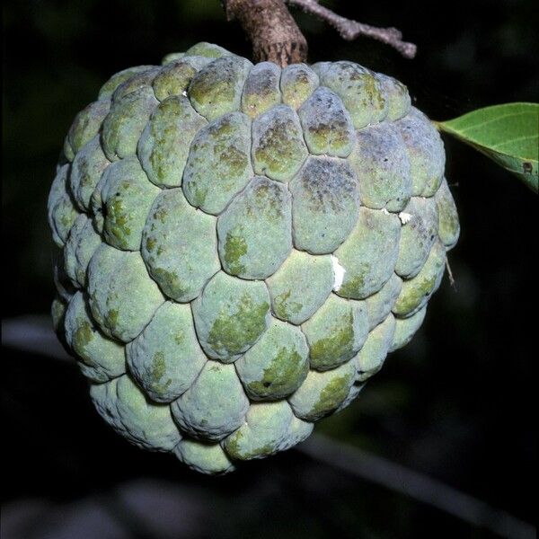 Annona squamosa ᱡᱚ