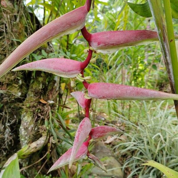 Heliconia chartacea Fleur