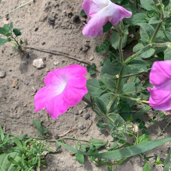 Petunia integrifolia ᱵᱟᱦᱟ