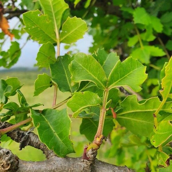 Sclerocarya birrea Leaf