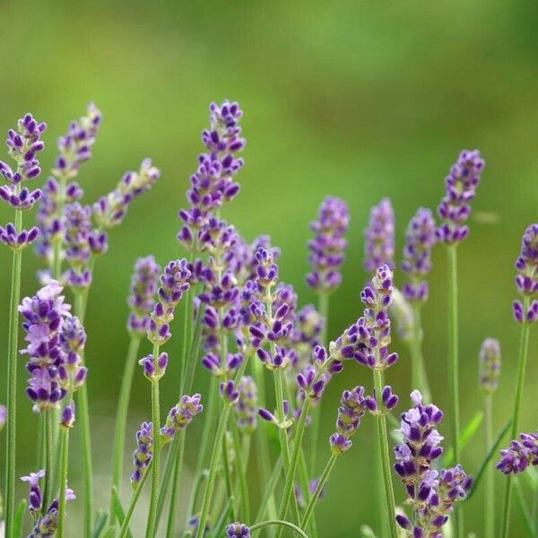 Lavandula angustifolia Blüte