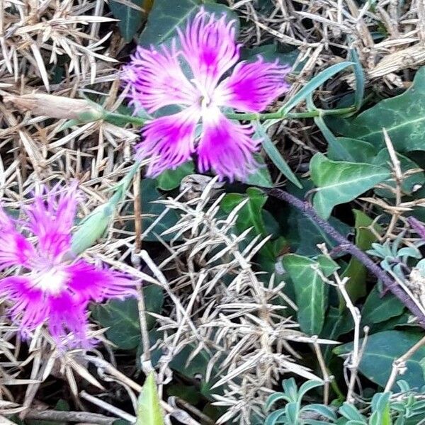 Dianthus hyssopifolius Rhisgl