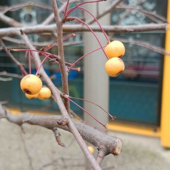 Malus baccata 果