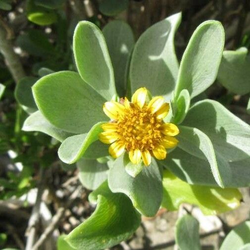 Borrichia arborescens Flower