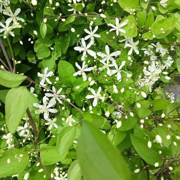 Clematis terniflora Flor